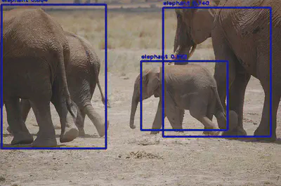 3 elephants well detected