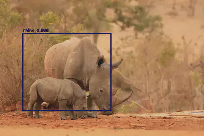 only one rhino detected on 2